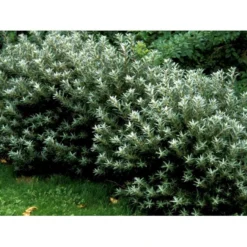 Havtorn 'Hikul' (han) Hippophae Rhamnoides 'Hikul' (han) Potte 4,0 Liter,- 50-60 Cm. -Tilbud Lys Haven Butik mi1217 hippophae rhamnoides hikul c6de