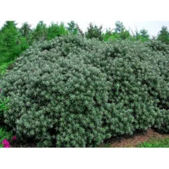 Havtorn 'Hikul' (han) Hippophae Rhamnoides 'Hikul' (han) Potte 4,0 Liter,- 50-60 Cm. -Tilbud Lys Haven Butik mi1217 hippophae rhamnoides hikul ff88