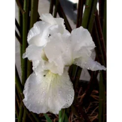 Haveiris 'Immortality' Iris Germanica 'Immortality' 1 Liter Potte -Tilbud Lys Haven Butik mi12336 iris immortality 7b18