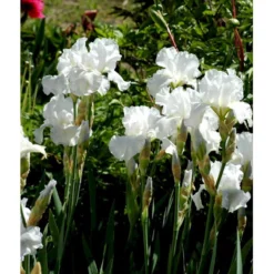 Haveiris 'Immortality' Iris Germanica 'Immortality' 1 Liter Potte -Tilbud Lys Haven Butik mi12336 iris immortality 97fa