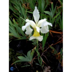 Dværgiris Iris 'Lilli White' 1 Liter Potte