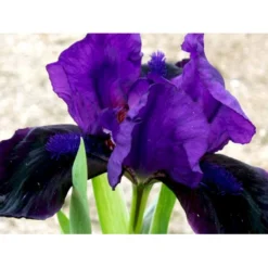 Dværg-Iris Iris Pumila 'Little Shadow' 1 Liter Potte