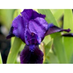 Dværg-Iris Iris Pumila 'Little Shadow' 1 Liter Potte -Tilbud Lys Haven Butik mi12348 iris little shadow 9b1f