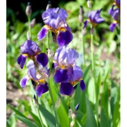 Haveiris 'Superstition' Iris Germanica 'Superstition' 1 Liter Potte -Tilbud Lys Haven Butik mi12397 iris superstition 32fc