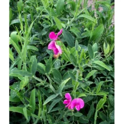 Flerårig Ærteblomst 'Rote Perle' ('Splendens') Lathyrus Latifolius 'rote Perle' ('Splendens') 1 Liter Potte