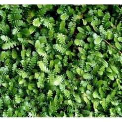 Trædebregne Minima Leptinella (cotula) Minima 10 Cm. Potte -Tilbud Lys Haven Butik mi12490 leptinella minima cotula minima 6c5a