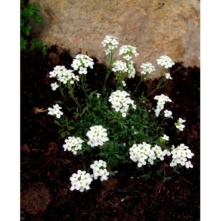 Gemsekarse Hutchinsia Alpina 10 Cm. Potte 3 Gemsekarse Hutchinsia Alpina 10 Cm. Potte - Billede 3