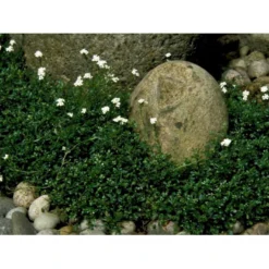 Gemsekarse Hutchinsia Alpina 10 Cm. Potte 7 Gemsekarse Hutchinsia Alpina 10 Cm. Potte -Tilbud Lys Haven Butik mi1249 hutchinsia alpina 2517