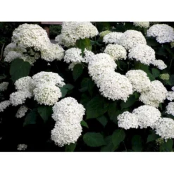 Træagtig Hortensia 'Annabelle' Hydrangea Arborescens 'Annabelle' Potte 2,0 Liter,- 30-40 Cm. -Tilbud Lys Haven Butik mi1252 hydrangea arborescens annabelle 1be1