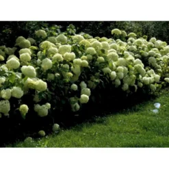 Træagtig Hortensia 'Annabelle' Hydrangea Arborescens 'Annabelle' Potte 2,0 Liter,- 30-40 Cm. -Tilbud Lys Haven Butik mi1252 hydrangea arborescens annabelle 910f