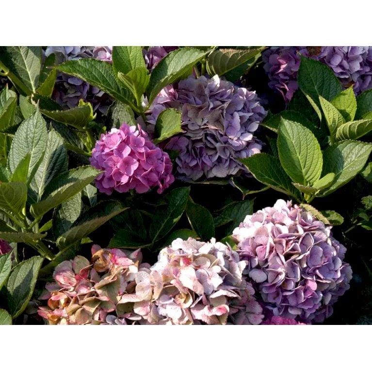 Hortensia 'Bodensee' Hydrangea Macrophylla 'Bodensee' Potte 10 Liter,- 40-50 Cm. 3 Hortensia 'Bodensee' Hydrangea Macrophylla 'Bodensee' Potte 10 Liter,- 40-50 Cm. - Billede 3