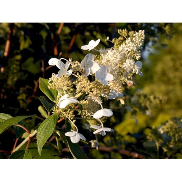 Syrén-Hortensia 'Kyushu' Hydrangea Paniculata 'Kyushu' Potte 2,0 Liter,- 30-40 Cm. 8 Syrén-Hortensia 'Kyushu' Hydrangea Paniculata 'Kyushu' Potte 2,0 Liter,- 30-40 Cm. - Billede 8
