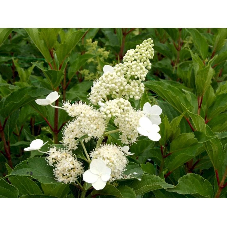 Syrén-Hortensia 'Kyushu' Hydrangea Paniculata 'Kyushu' Potte 2,0 Liter,- 30-40 Cm. 7 Syrén-Hortensia 'Kyushu' Hydrangea Paniculata 'Kyushu' Potte 2,0 Liter,- 30-40 Cm. - Billede 7