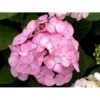 Japansk Hortensia 'Preziosa' Hydrangea Serrata 'Preziosa' 3,5 Liter Potte