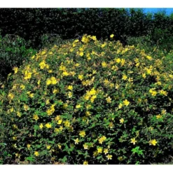 Perikon 'Hidcote' Hypericum Hookerianum 'Hidcote' 3,5 Liter Potte -Tilbud Lys Haven Butik mi1272 hypericum hidcote 631b