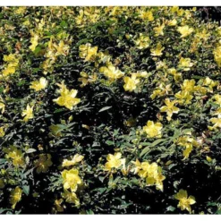 Perikon 'Hidcote' Hypericum Hookerianum 'Hidcote' 3,5 Liter Potte -Tilbud Lys Haven Butik mi1272 hypericum hidcote 8b30