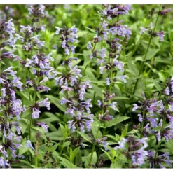 Sibirisk Blåkant Nepeta Sibirica 1 Liter Potte -Tilbud Lys Haven Butik mi12818 nepeta sibirica 2ea8