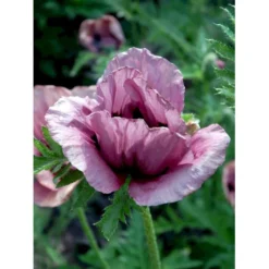 Kæmpevalmue 'Patty's Plum' Papaver 'Patty's Plum' 2 Liter Potte