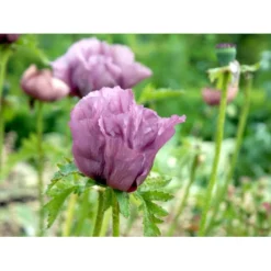 Kæmpevalmue 'Patty's Plum' Papaver 'Patty's Plum' 2 Liter Potte -Tilbud Lys Haven Butik mi13012 papaver orientale patty s plum a6c3