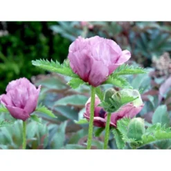Kæmpevalmue 'Patty's Plum' Papaver 'Patty's Plum' 2 Liter Potte -Tilbud Lys Haven Butik mi13012 papaver orientale patty s plum c449