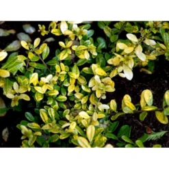 Dværgkristtorn 'Golden Gem' Ilex Crenata 'Golden Gem' Potte 2,0 Liter,- 25-30 Cm. -Tilbud Lys Haven Butik mi1312 ilex crenata golden gem 0b15
