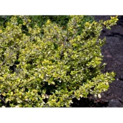 Dværgkristtorn 'Golden Gem' Ilex Crenata 'Golden Gem' Potte 2,0 Liter,- 25-30 Cm. -Tilbud Lys Haven Butik mi1312 ilex crenata golden gem 521f