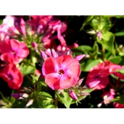 Høstfloks Phlox Paniculata 'Coral Flame' 1 Liter Potte -Tilbud Lys Haven Butik mi13175 phlox paniculata coral flame 67d1