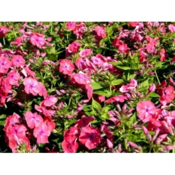 Høstfloks Phlox Paniculata 'Coral Flame' 1 Liter Potte
