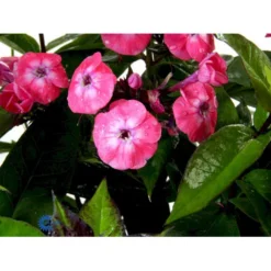 Høstfloks Phlox Paniculata 'Junior Dance' 3,5 Liter Potte