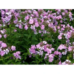 Høstfloks 'Amethyst' Phlox Paniculata 'Amethyst' Bakke Med 12 Stk. -Tilbud Lys Haven Butik mi13195 phlox paniculata lyslilla 22b2