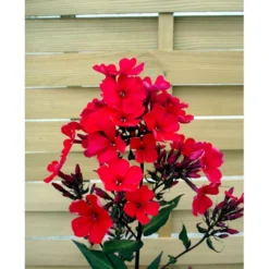 Høstfloks 'Orange Perfection' Phlox Paniculata 'Orange Perfection' 9 Cm. Potte -Tilbud Lys Haven Butik mi13199 phlox paniculata orangeroed b060