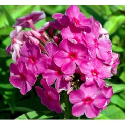 Høstfloks Phlox Paniculata 'Pink Flame' 1 Liter Potte