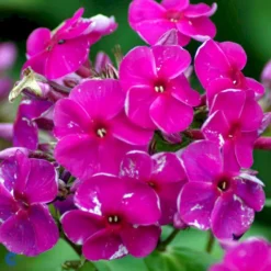 Høstfloks Phlox Paniculata 'Purple Flame' 1 Liter Potte
