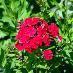 Høstfloks Phlox Paniculata 'Red Riding Hood' 3,5 Liter Potte
