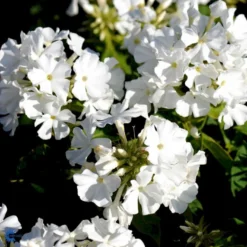 Høstfloks 'White Flame' Phlox Paniculata 'White Flame' 1 Liter Potte