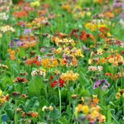 Etageprimula Primula Bulleesiana 9 Cm. Potte -Tilbud Lys Haven Butik mi13413 primula bulleesiana 524a