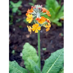 Etageprimula Primula Bulleesiana 9 Cm. Potte -Tilbud Lys Haven Butik mi13413 primula bulleesiana 743f
