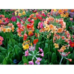 Etageprimula Primula Bulleesiana 9 Cm. Potte -Tilbud Lys Haven Butik mi13413 primula bulleesiana b503