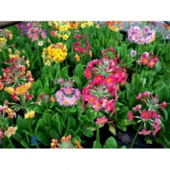 Etageprimula Primula Bulleesiana 9 Cm. Potte -Tilbud Lys Haven Butik mi13413 primula bulleesiana d8aa