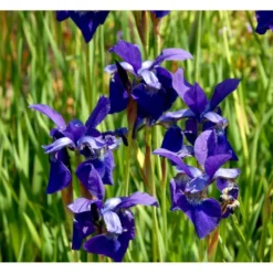 Sibirisk Iris 'Caesar's Brother' Iris Sibirica 'Caesar's Brother' 1 Liter Potte -Tilbud Lys Haven Butik mi1344 iris sibirica caesar s brother 6157