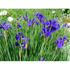 Sibirisk Iris 'Caesar's Brother' Iris Sibirica 'Caesar's Brother' 1 Liter Potte -Tilbud Lys Haven Butik mi1344 iris sibirica caesar s brother 6926