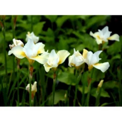 Sibirisk Iris 'Snow Queen' Iris Sibirica 'Snow Queen' 1 Liter Potte -Tilbud Lys Haven Butik mi1349 iris sibirica snow queen 4c10