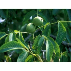 Almindelig Valnød Juglans Regia Heister 200-250 Cm. Med Potte -Tilbud Lys Haven Butik mi1351 juglans regia 4ad4