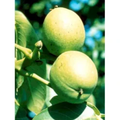 Almindelig Valnød Juglans Regia Heister 200-250 Cm. Med Potte -Tilbud Lys Haven Butik mi1360 juglans nigra 840b