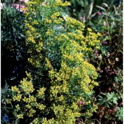 Rude Ruta Graveolens Bakke Med 12 Stk. -Tilbud Lys Haven Butik mi13640 ruta graveolens d58a