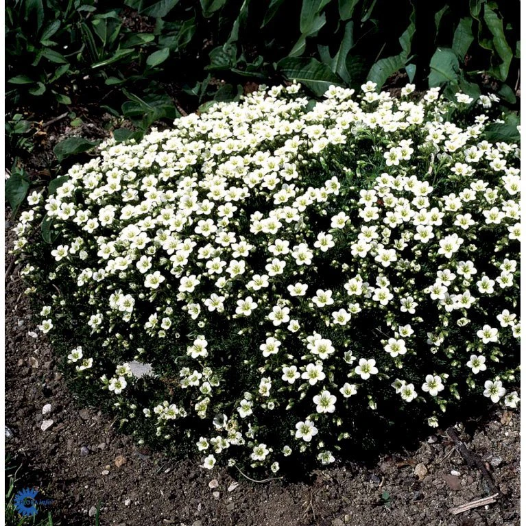 Allemand Stenbræk 'Alba' Saxifraga Arendsii 'Alba' 10 Cm. Potte 1 Allemand Stenbræk 'Alba' Saxifraga Arendsii 'Alba' 10 Cm. Potte