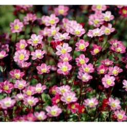 Mos-Stenbræk Saxifraga Arendsii-hybrid 'Peter Pan' 10 Cm. Potte