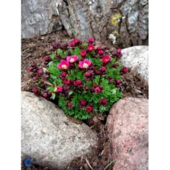 Mos-Stenbræk Saxifraga Arendsii 'Rosenzwerg' 10 Cm. Potte