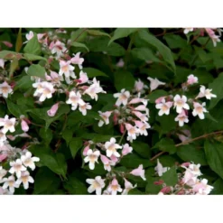 Dronningebusk 'Syvdal' Kolkwitzia Amabilis 'Syvdal' 5 Liter Potte -Tilbud Lys Haven Butik mi1386 kolkwitzia amabilis syvdal 4579