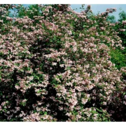 Dronningebusk 'Syvdal' Kolkwitzia Amabilis 'Syvdal' 5 Liter Potte -Tilbud Lys Haven Butik mi1386 kolkwitzia amabilis syvdal e3ce